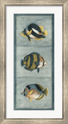 Framed Tropical Fish Trio II Print