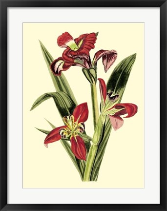 Framed Royal Botanical Study II Print