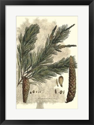 Framed Antique Weymouth Pine Tree Print