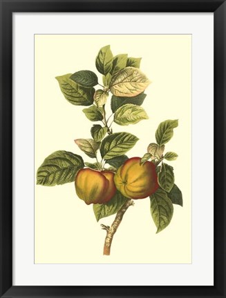 Framed Bessa Apple Print