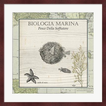 Framed Biologia Marina II Print