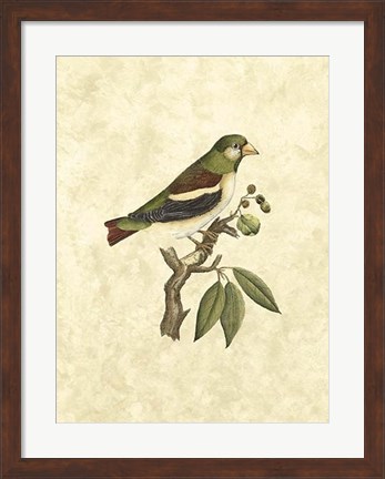 Framed Selby Birds V Print