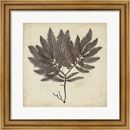 Framed Vintage Seaweed II Print