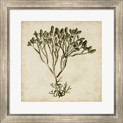 Framed Vintage Seaweed IV Print