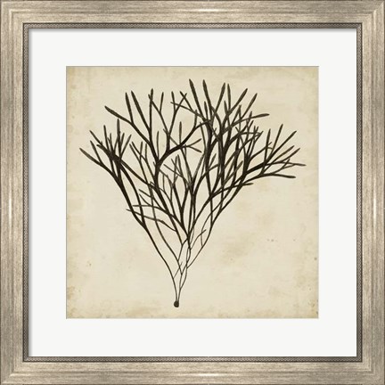 Framed Vintage Seaweed V Print