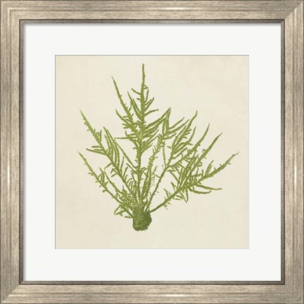 Framed Chromatic Seaweed VII Print
