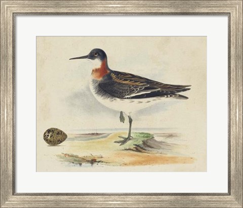 Framed Meyer Shorebirds II Print