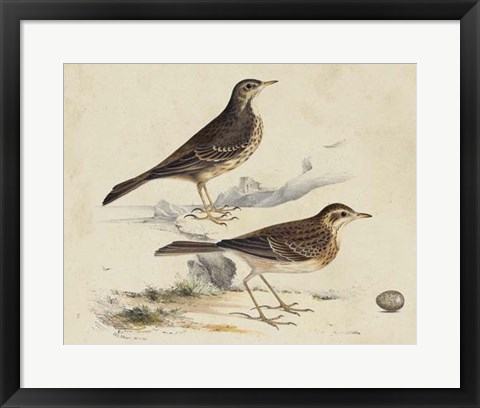 Framed Meyer Shorebirds VI Print