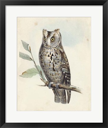 Framed Meyer Scops-Eared Owl Print