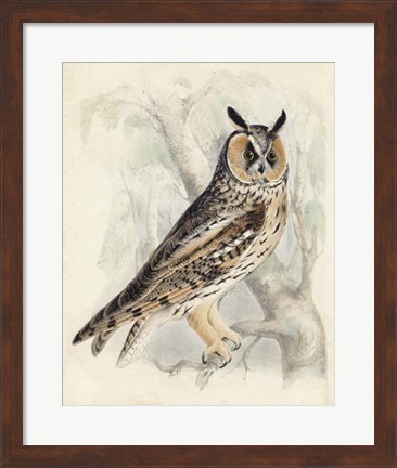 Framed Meyer Long-Eared Owl Print