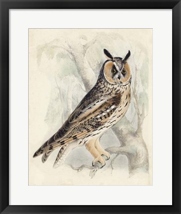 Framed Meyer Long-Eared Owl Print