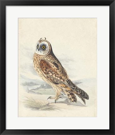 Framed Meyer Hawk Owl Print