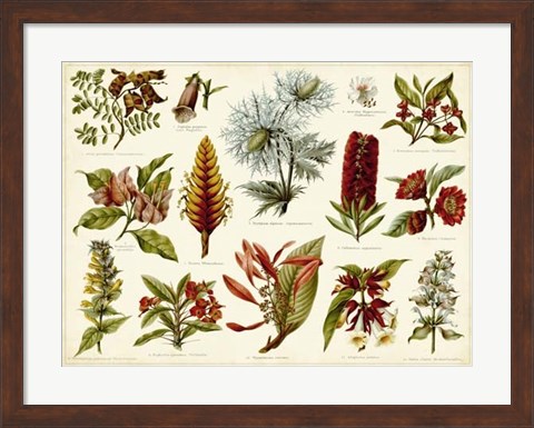 Framed Tropical Botany Chart I Print