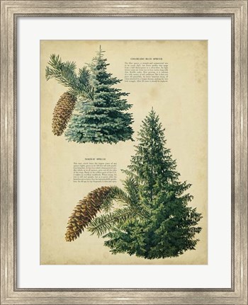 Framed Colorado Blue Spruce &amp;Norway Spruce Print