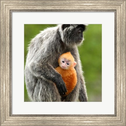 Framed Silver Leaf Monkey and offspring, Borneo, Malaysia Print