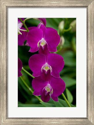 Framed Singapore. National Orchid Garden - Pink Orchids Print
