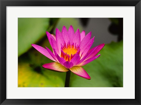 Framed Single magenta water lily at the Orchid Garden at Lake Gardens Park in Kuala Lumpur Malaysia Print