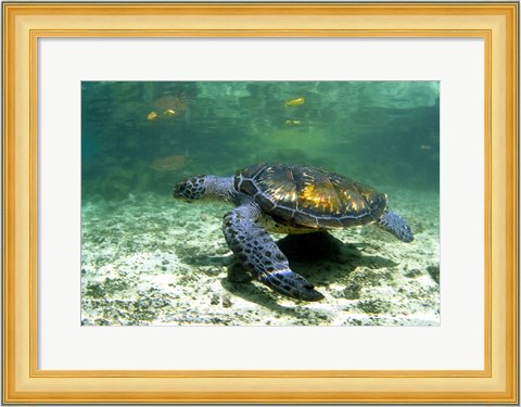 Framed Green Sea Turtle Savai&#39;i Island, Western Samoa Print