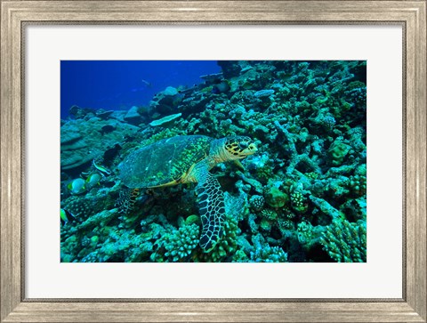Framed Sea tutle, Southern Maldives, Indian Ocean Print