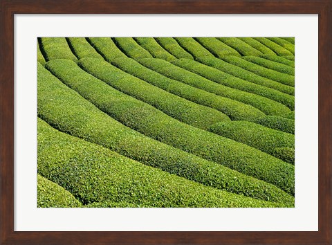 Framed Tea Field in Rize, Black Sea region of Turkey Print