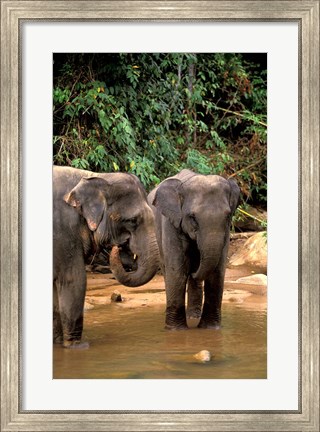 Framed Asian Elephants in Khao Yi National Park, Thailand Print