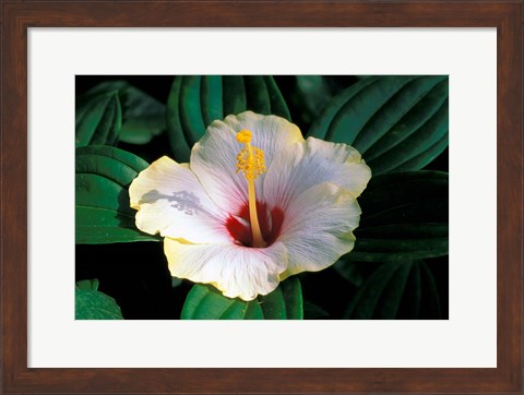 Framed Hibiscus flower, Bangkok, Thailand Print