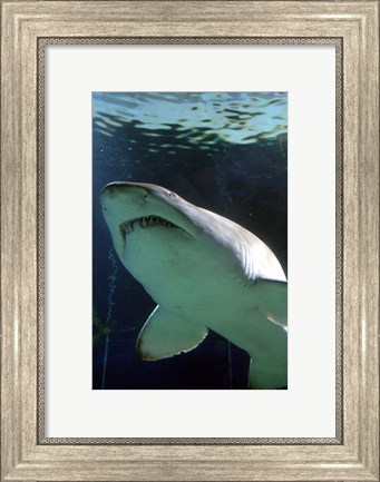Framed Shark at Manly Aquarium, Sydney, Australia Print