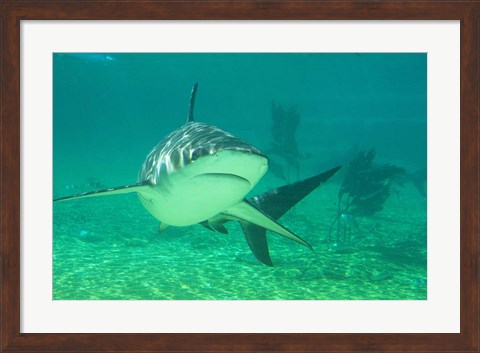 Framed Shark, Sea World, Gold Coast, Queensland, Australia Print