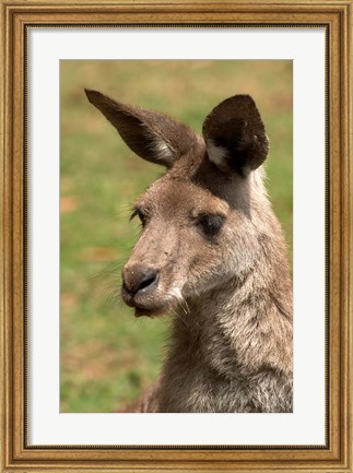 Framed Grey Kangaroo, Australia Print
