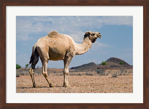 Framed Camel near Stuart Highway, Outback, Northern Territory, Australia Print