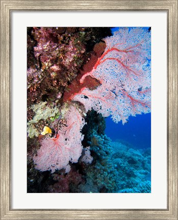 Framed Fan Coral, Agincourt Reef, Great Barrier Reef, North Queensland, Australia Print