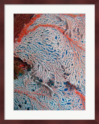 Framed Fan Coral, Great Barrier Reef, Queensland, Australia Print
