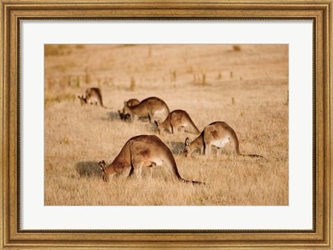 Framed Eastern Grey Kangaroo group grazing Print
