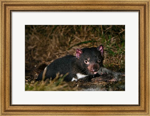 Framed Tasmanian Devil wildlife eating carrion, Tasmania Print
