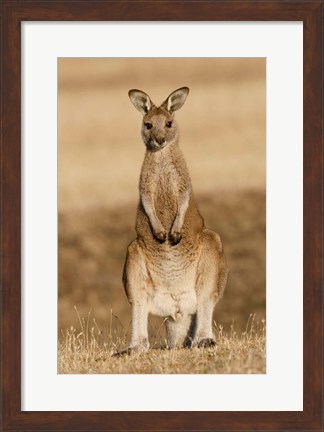 Framed Eastern Grey Kangaroo portrait frontal Print