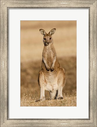 Framed Eastern Grey Kangaroo portrait frontal Print