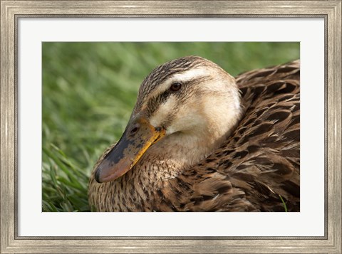 Framed Duck, Richmond, Tasmania, Australia Print