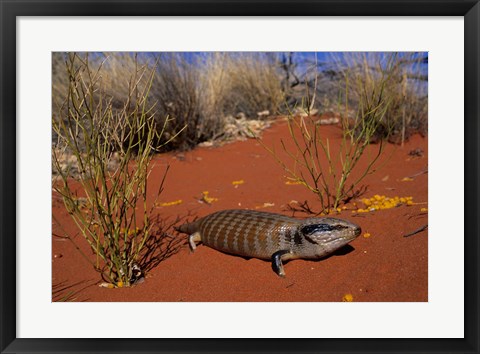 Framed Blue-tongued Skink lizard, Ayers Rock, Australia Print