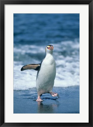 Framed Royal Penguin, Macquarie, Austalian sub-Antarctic Print