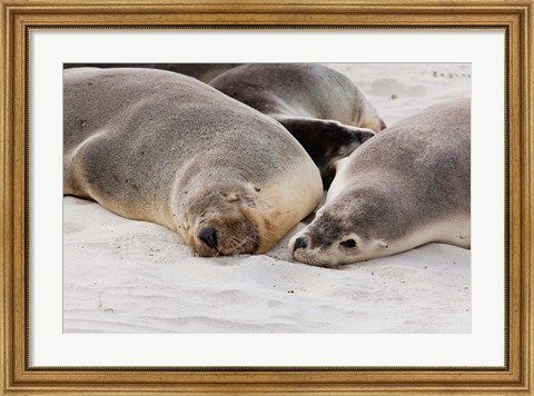 Framed Australian Sea Lion, Kangaroo Island, South Australia Print