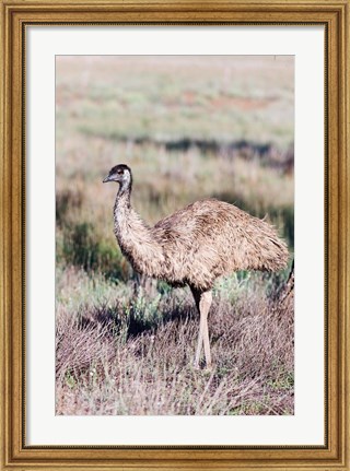 Framed Emu wildlife, Australia Print