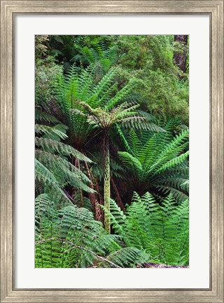 Framed Tree Fern in Melba Gully, Great Otway NP, Victoria, Australia Print