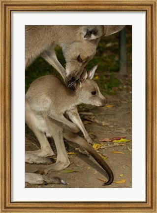 Framed Eastern Grey Kangaroo with baby, Queensland AUSTRALIA Print