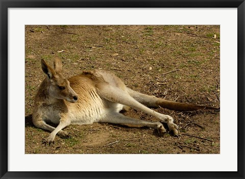 Framed Eastern Grey Kangaroo, Queensland AUSTRALIA Print