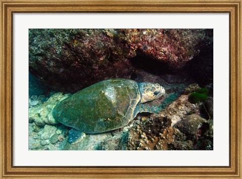 Framed Loggerhead Turtle, Stradbroke Queensland, Australia Print