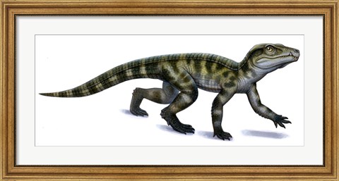 Framed Protosuchus Print