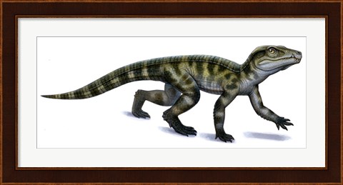 Framed Protosuchus Print