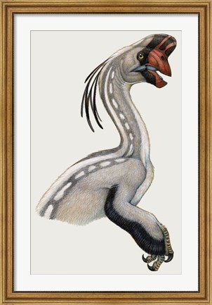 Framed Oviraptor, a Small Dinosaur that Lived During the Cretaceous period Print