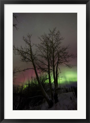 Framed Aurora Borealis with Tree, Twin Lakes, Yukon, Canada Print