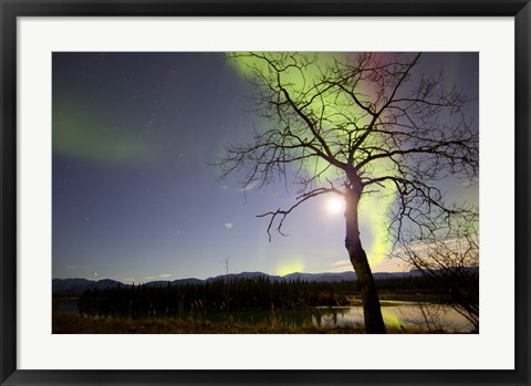 Framed Aurora Borealis with Tree and Pleiades, Yukon, Canada Print